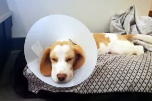 Chien avec une collerette plastique rigide