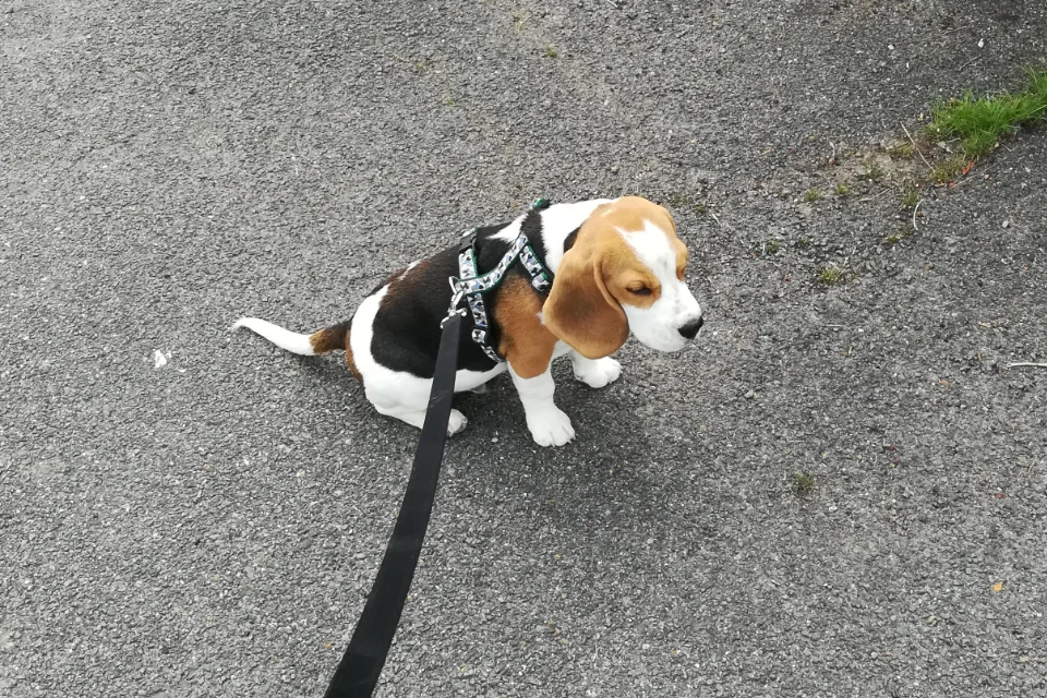 Photo d'un beagle portant un harnais en H