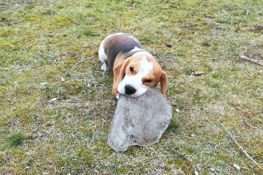 Chien mangeant un glaçon