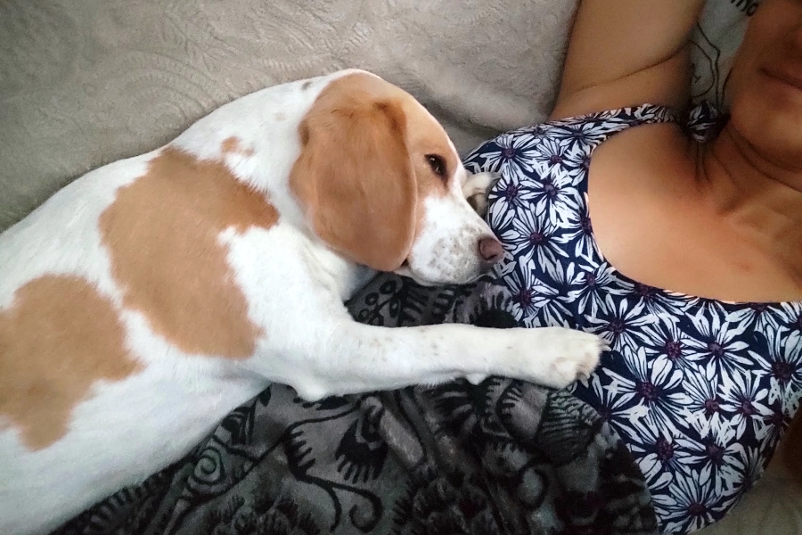 Un compagnon fidèle et affectueux