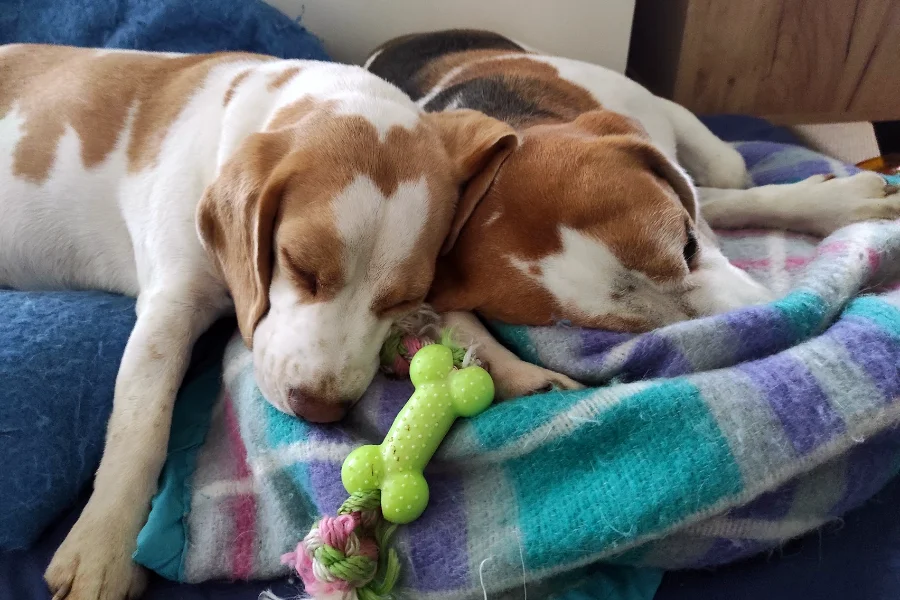 Un protecteur naturel