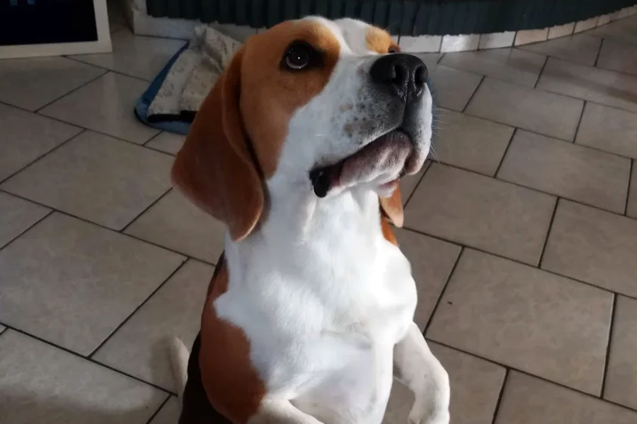 Un remède à la solitude