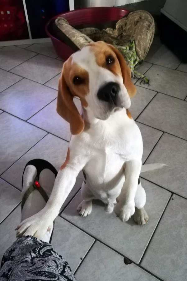 Un soutien thérapeutique