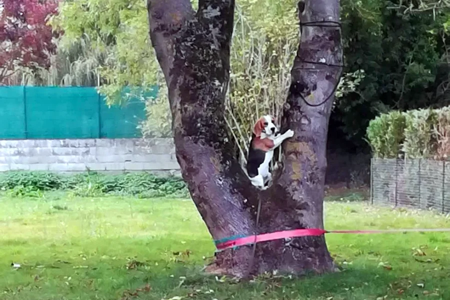 Un vrai clown ce chien