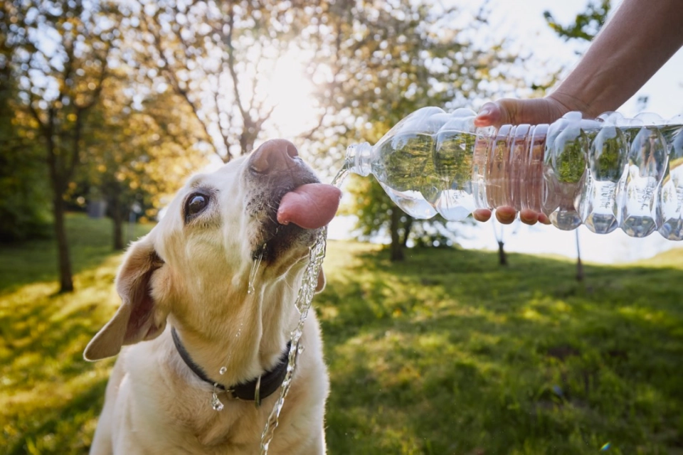 hydratation chien