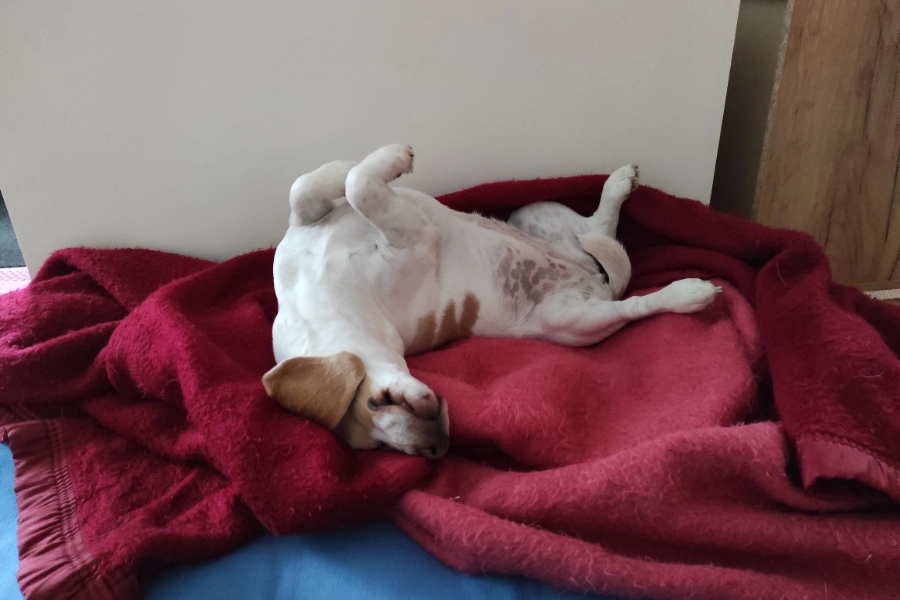 Méditation pour chien