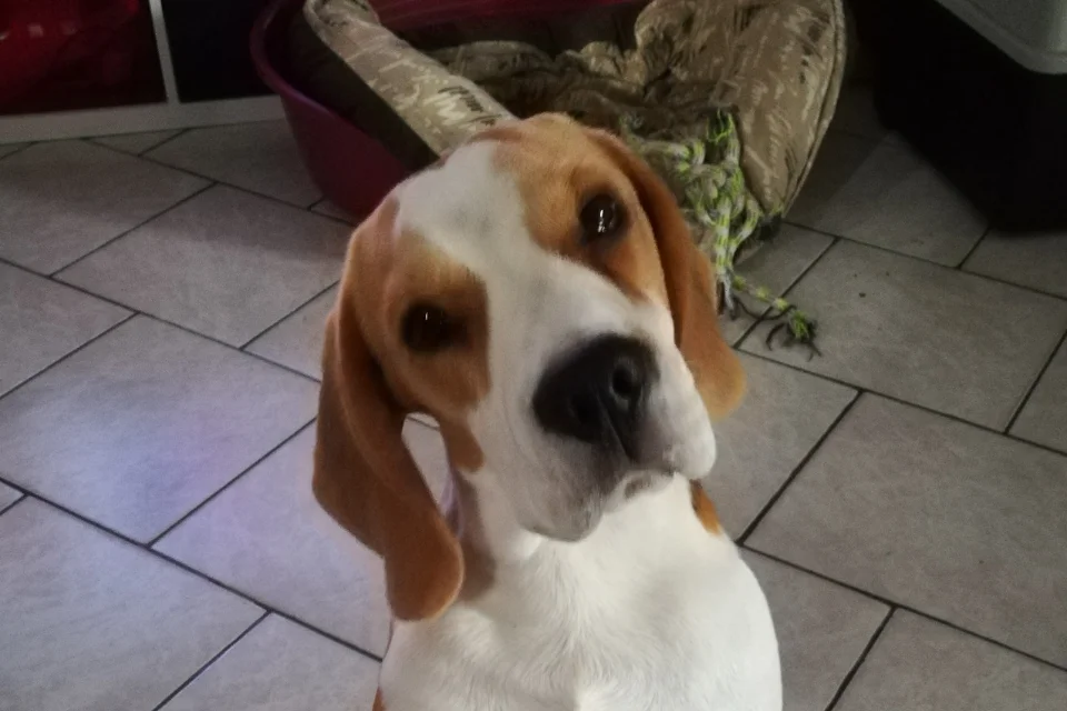 pourquoi les chiens penchent la tête